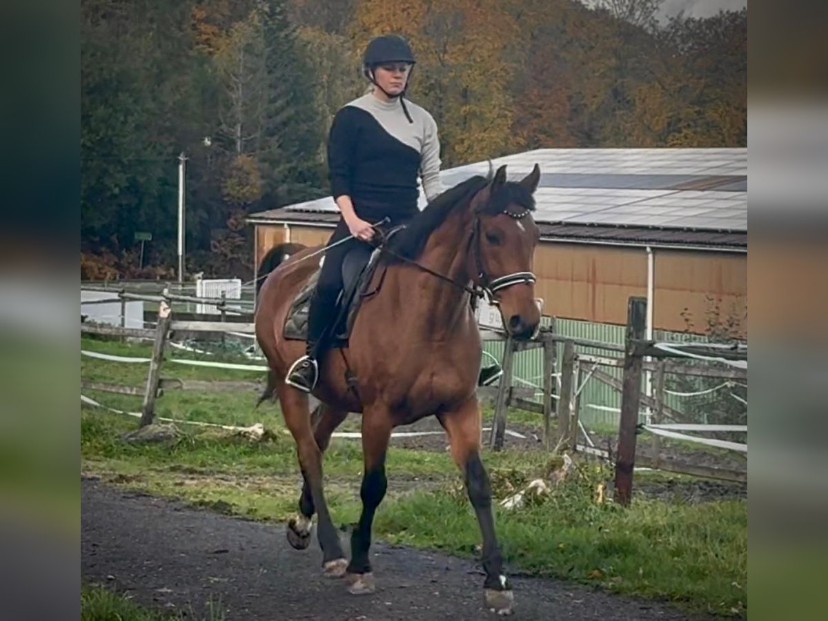 Weitere Warmblüter Wallach 12 Jahre 155 cm Brauner in Neustadt (Wied)