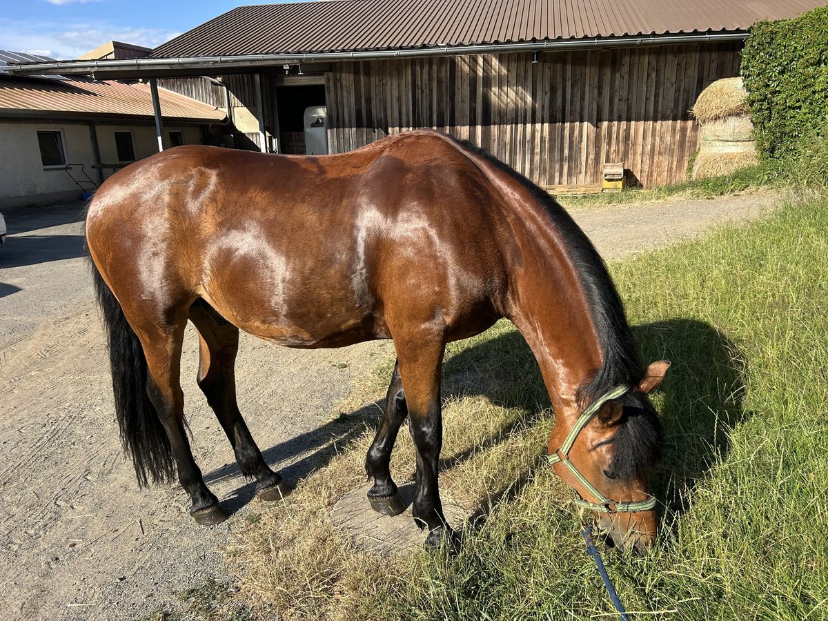 Weitere Warmblüter Mix Wallach 12 Jahre 158 cm Brauner in Theisseil