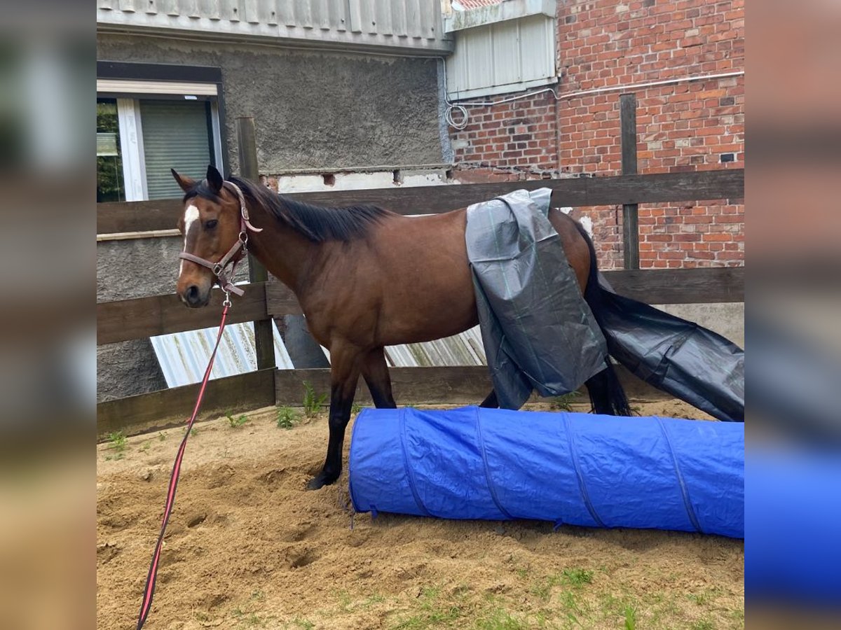 Weitere Warmblüter Mix Wallach 12 Jahre 160 cm Brauner in Dingelst&#xE4;dt