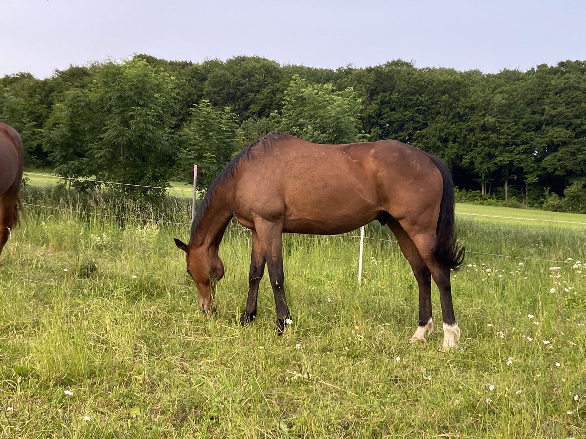 Weitere Warmblüter Mix Wallach 12 Jahre 160 cm Brauner in Dingelst&#xE4;dt