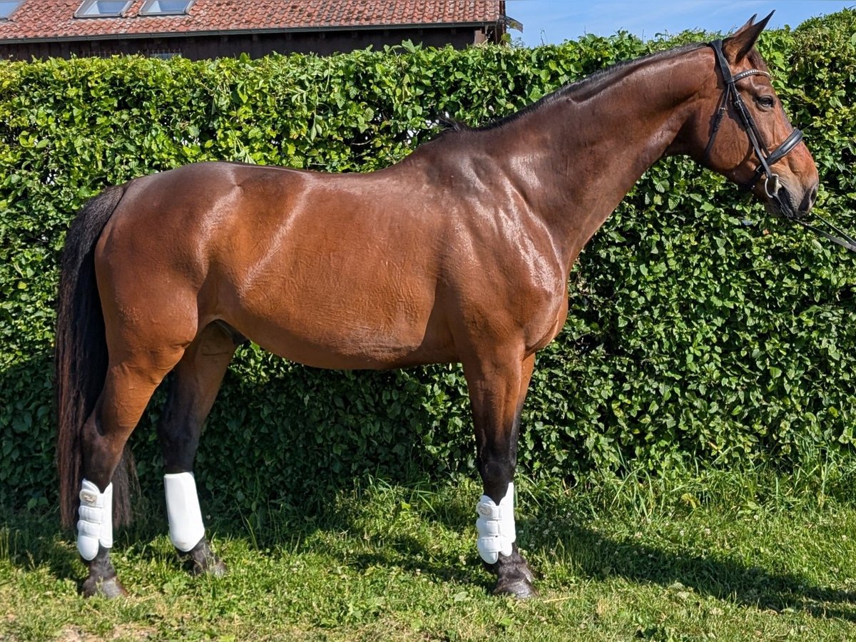 Weitere Warmblüter Wallach 12 Jahre 167 cm Hellbrauner in Kirchberg an der Murr