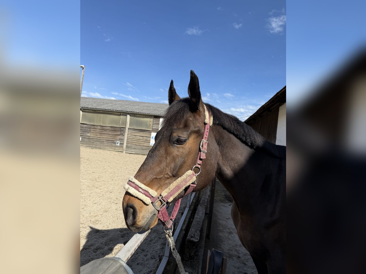 Weitere Warmblüter Wallach 12 Jahre 178 cm in Pasching