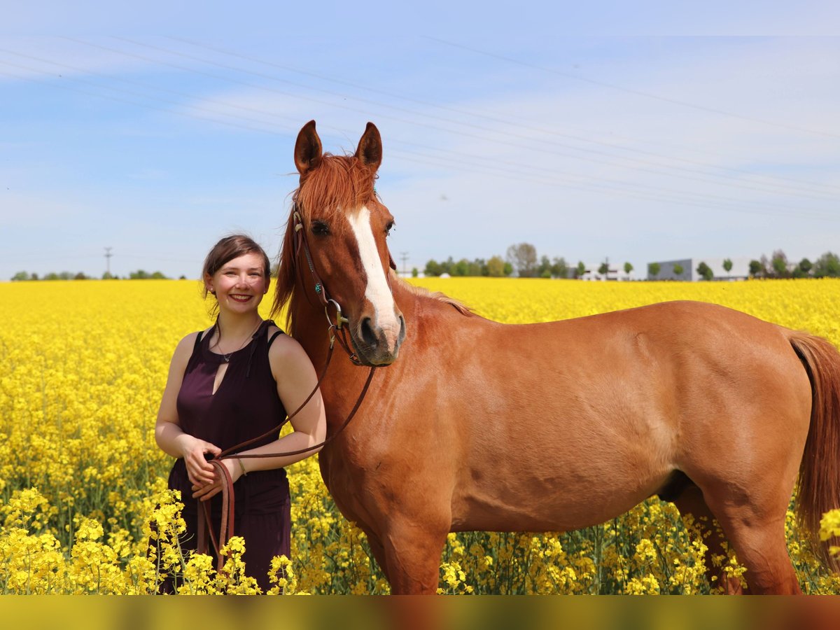 Weitere Warmblüter Mix Wallach 13 Jahre 152 cm Fuchs in Freiberg