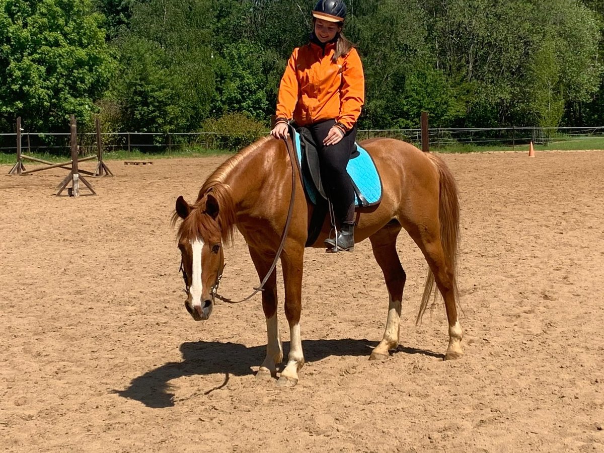 Weitere Warmblüter Wallach 13 Jahre 153 cm Fuchs in Freiberg