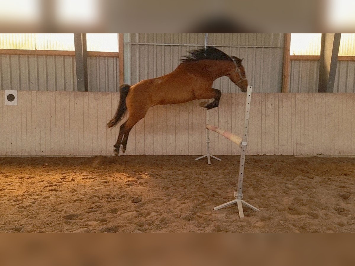 Weitere Warmblüter Mix Wallach 13 Jahre 160 cm Hellbrauner in Lehrte