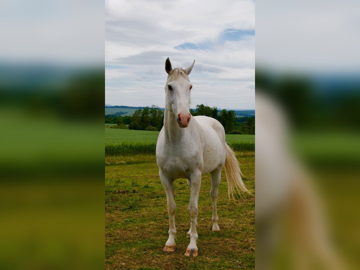 Weitere Warmblüter Wallach 13 Jahre 164 cm Schimmel in Kreuzebra