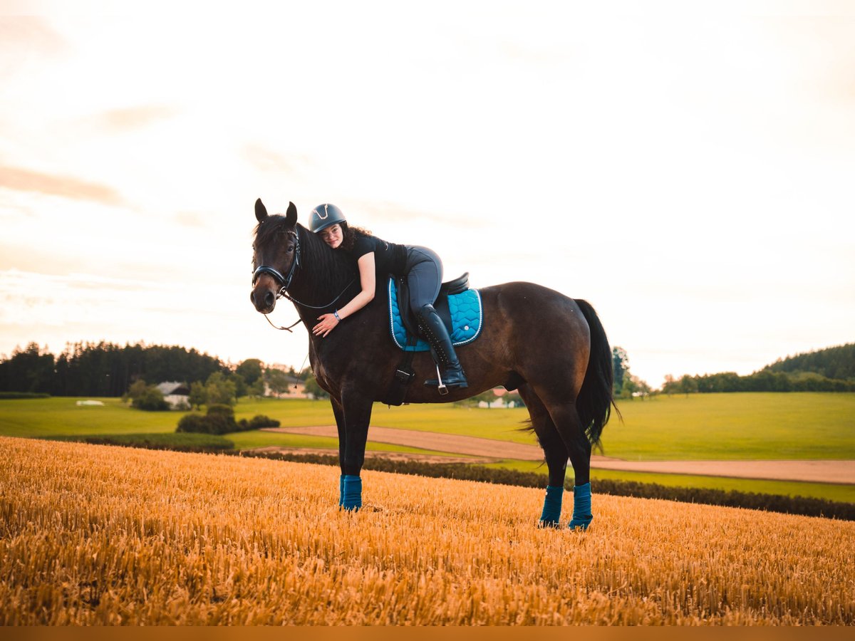 Weitere Warmblüter Mix Wallach 13 Jahre 165 cm Brauner in Pramet