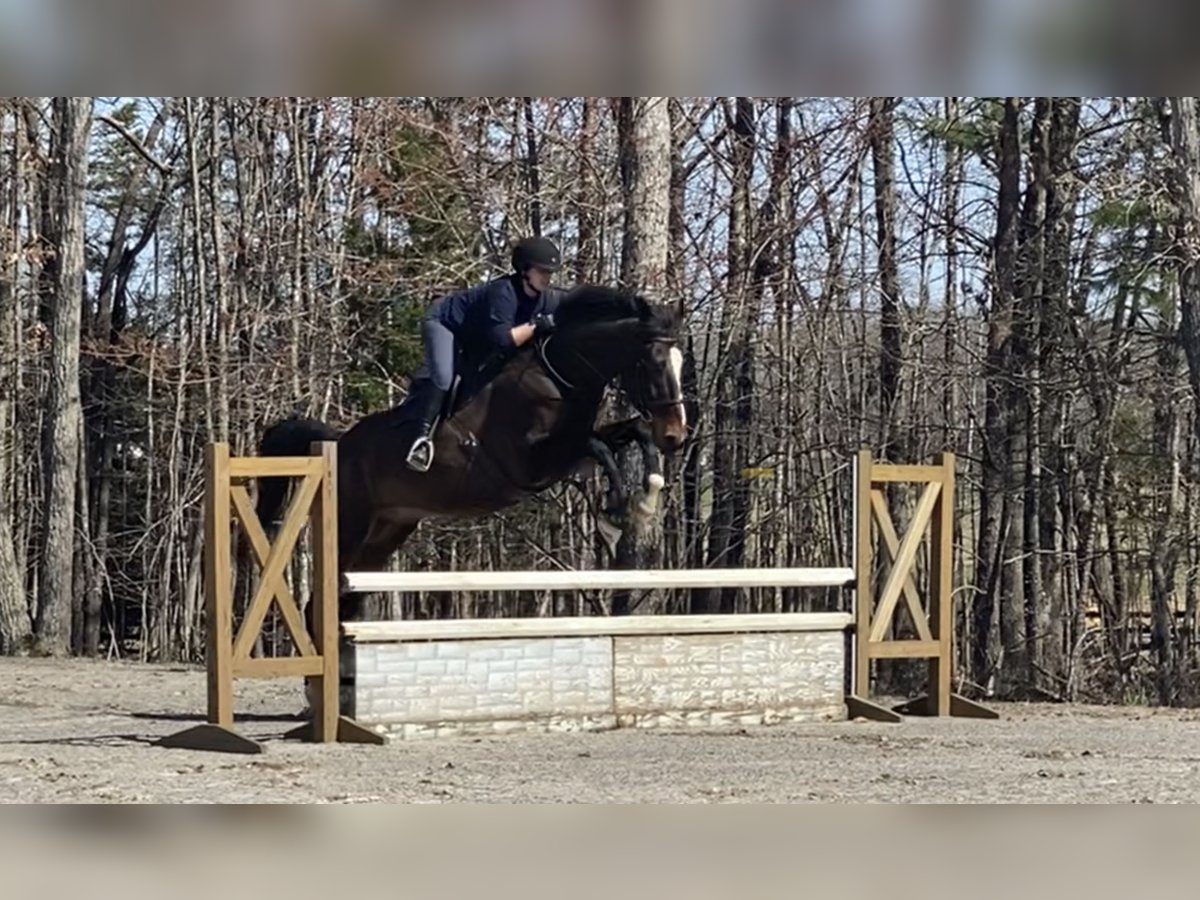 Weitere Warmblüter Wallach 13 Jahre 183 cm Rotbrauner in Palmyra Weitere Warmblüter Wallach 13 Jahre 183 cm Rotbrauner in Palmyra