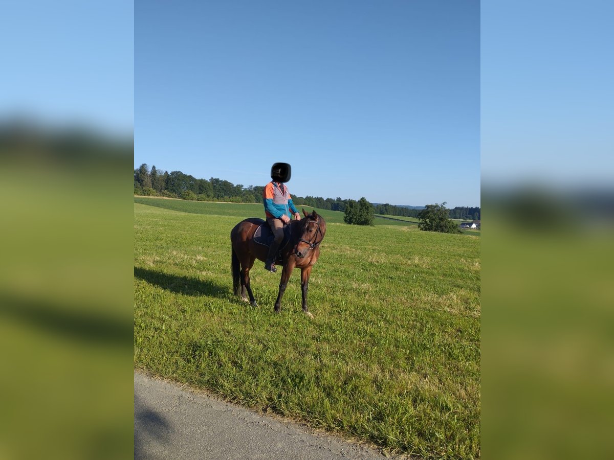 Weitere Warmblüter Wallach 13 Jahre Brauner in Horgenzell
