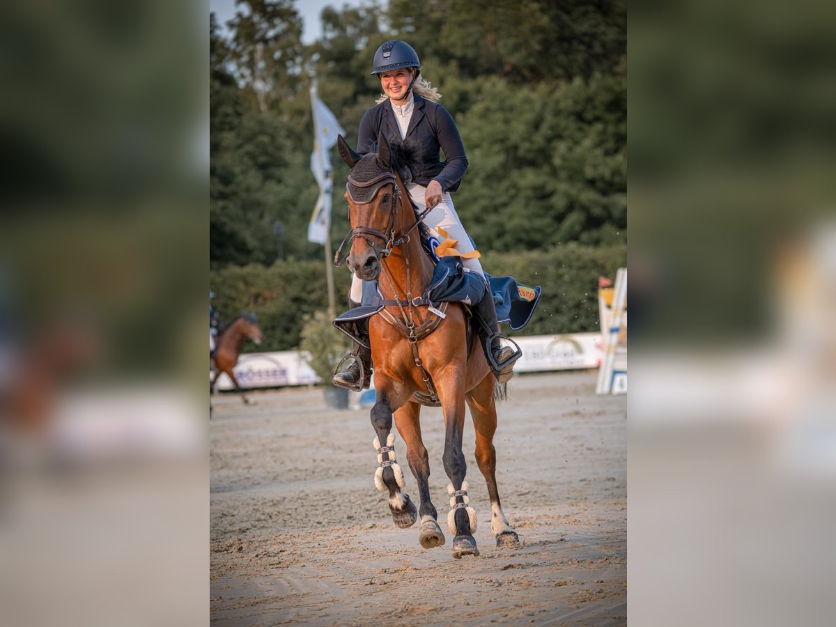 Weitere Warmblüter, Wallach in Kevelaer