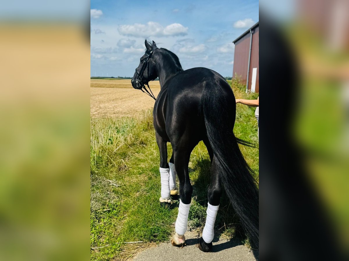 Weitere Warmblüter Wallach 15 Jahre 157 cm in Geilenkirchen