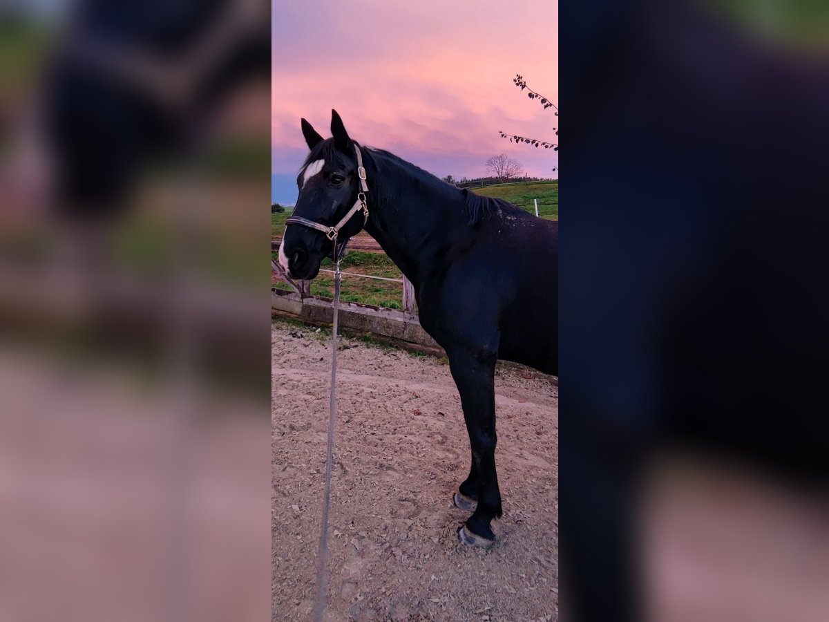Weitere Warmblüter Wallach 15 Jahre 160 cm Rappe in Passail Weitere Warmblüter Wallach 15 Jahre 160 cm Rappe in Passail