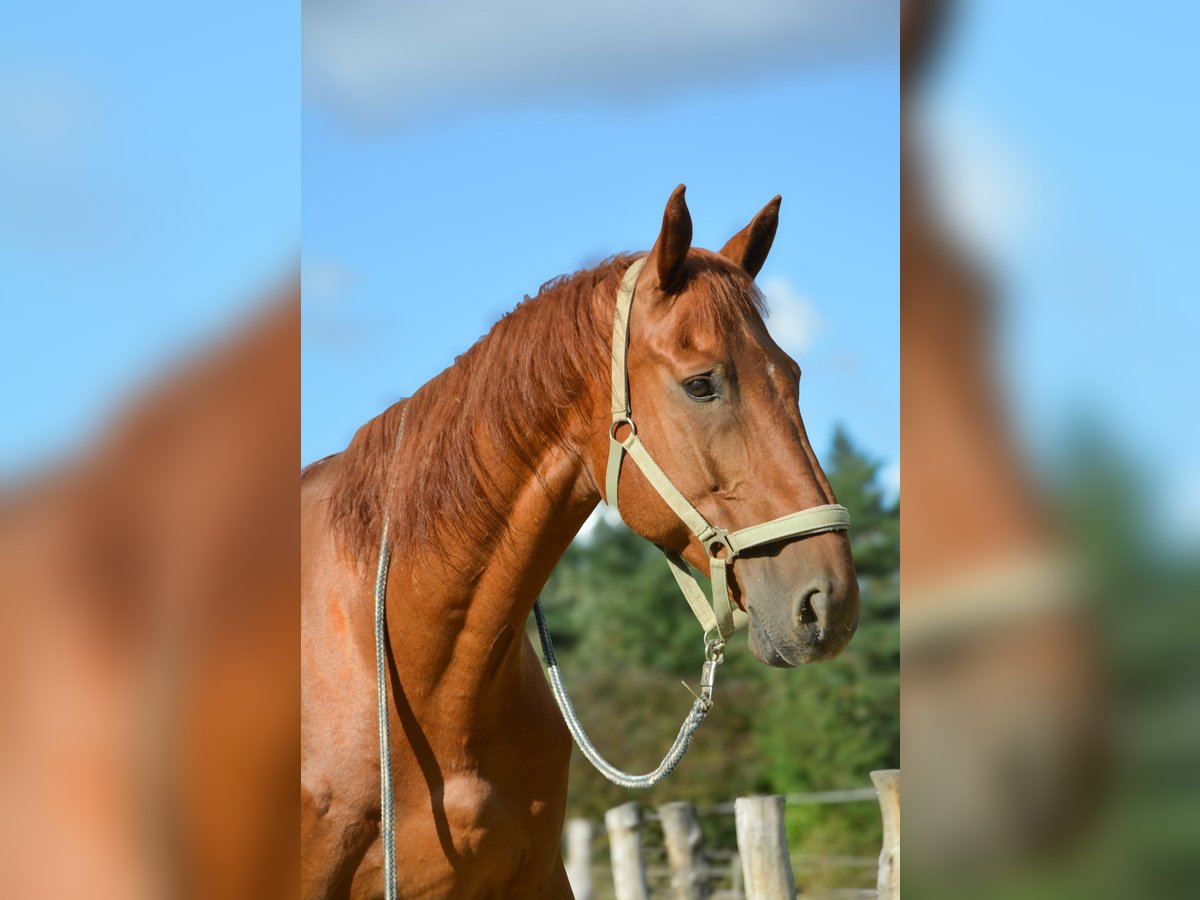 Weitere Warmblüter Wallach 15 Jahre 164 cm Fuchs in Freienorla