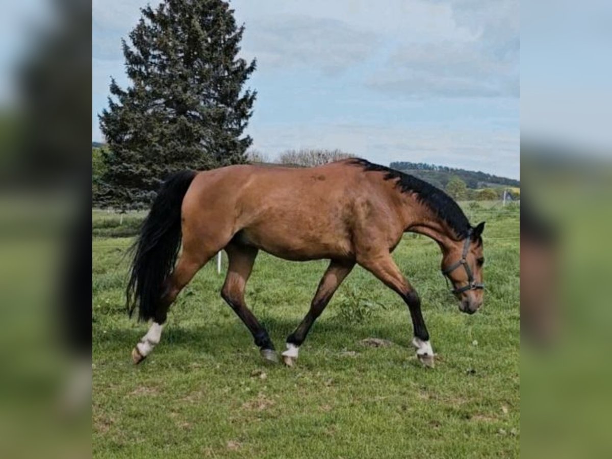 Weitere Warmblüter Wallach 15 Jahre 165 cm Brauner in Osterode am Harz