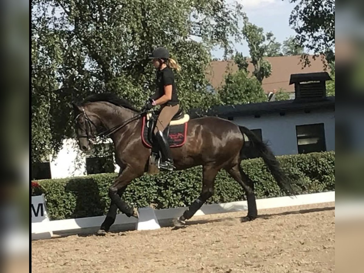 Weitere Warmblüter Wallach 15 Jahre 172 cm Dunkelbrauner in Wessobrunn