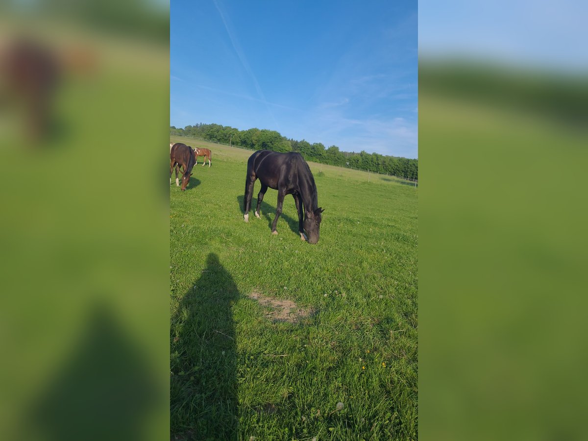 Weitere Warmblüter Wallach 15 Jahre 174 cm in Elsoff Weitere Warmblüter Wallach 15 Jahre 174 cm in Elsoff