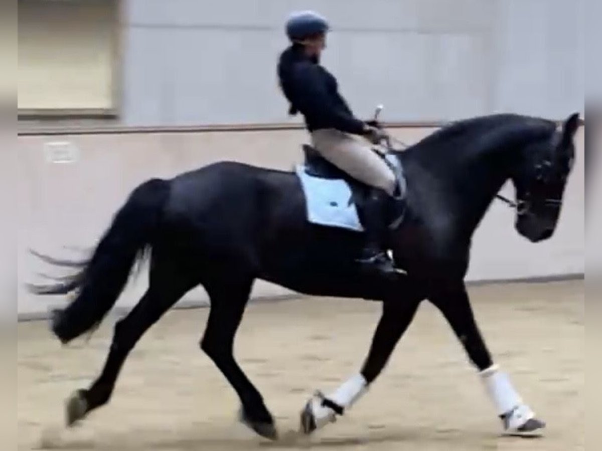 Weitere Warmblüter Wallach 15 Jahre 180 cm Rappe in Frauenau