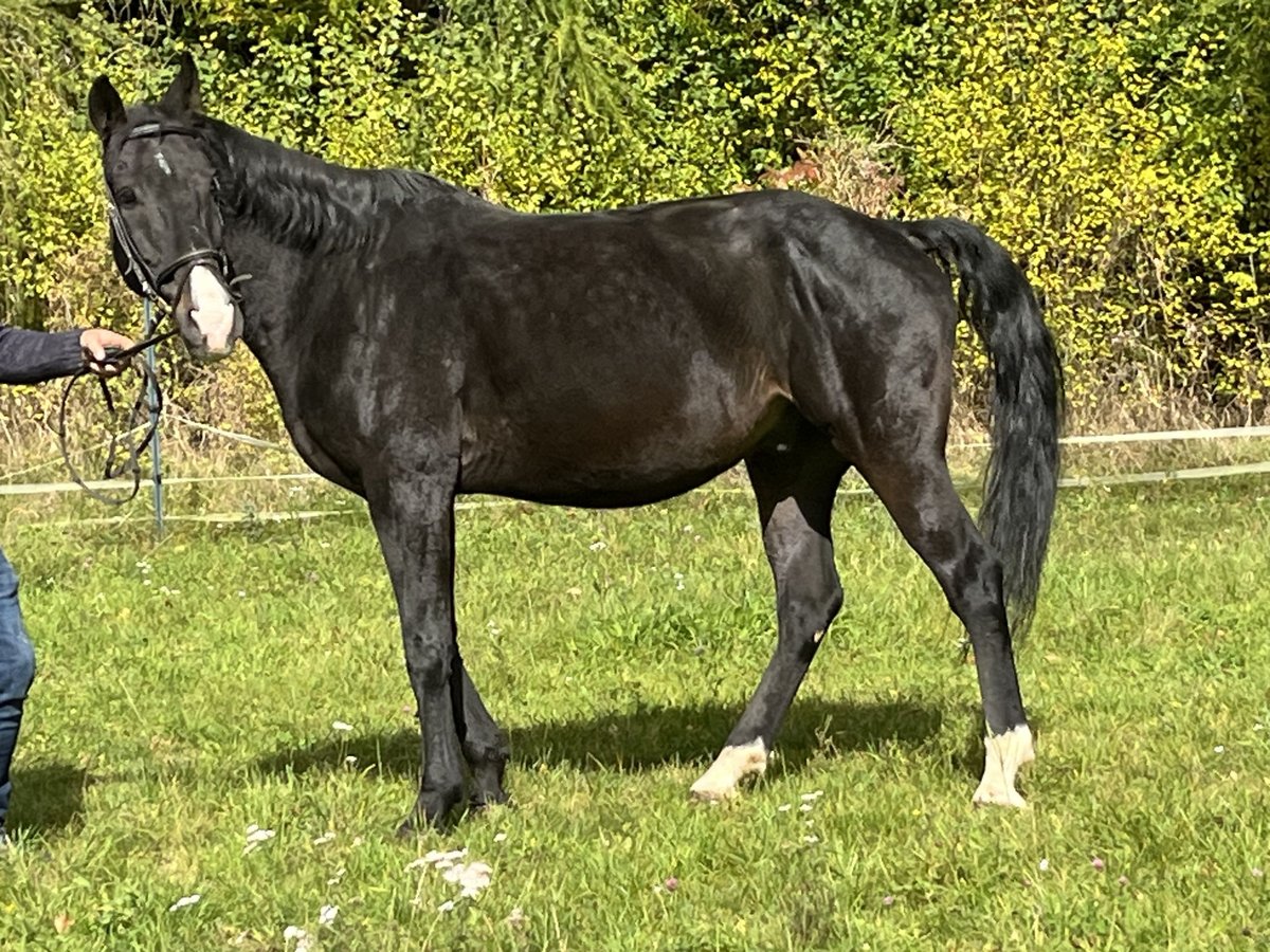 Weitere Warmblüter Wallach 16 Jahre 165 cm Rappe in Ursensollen