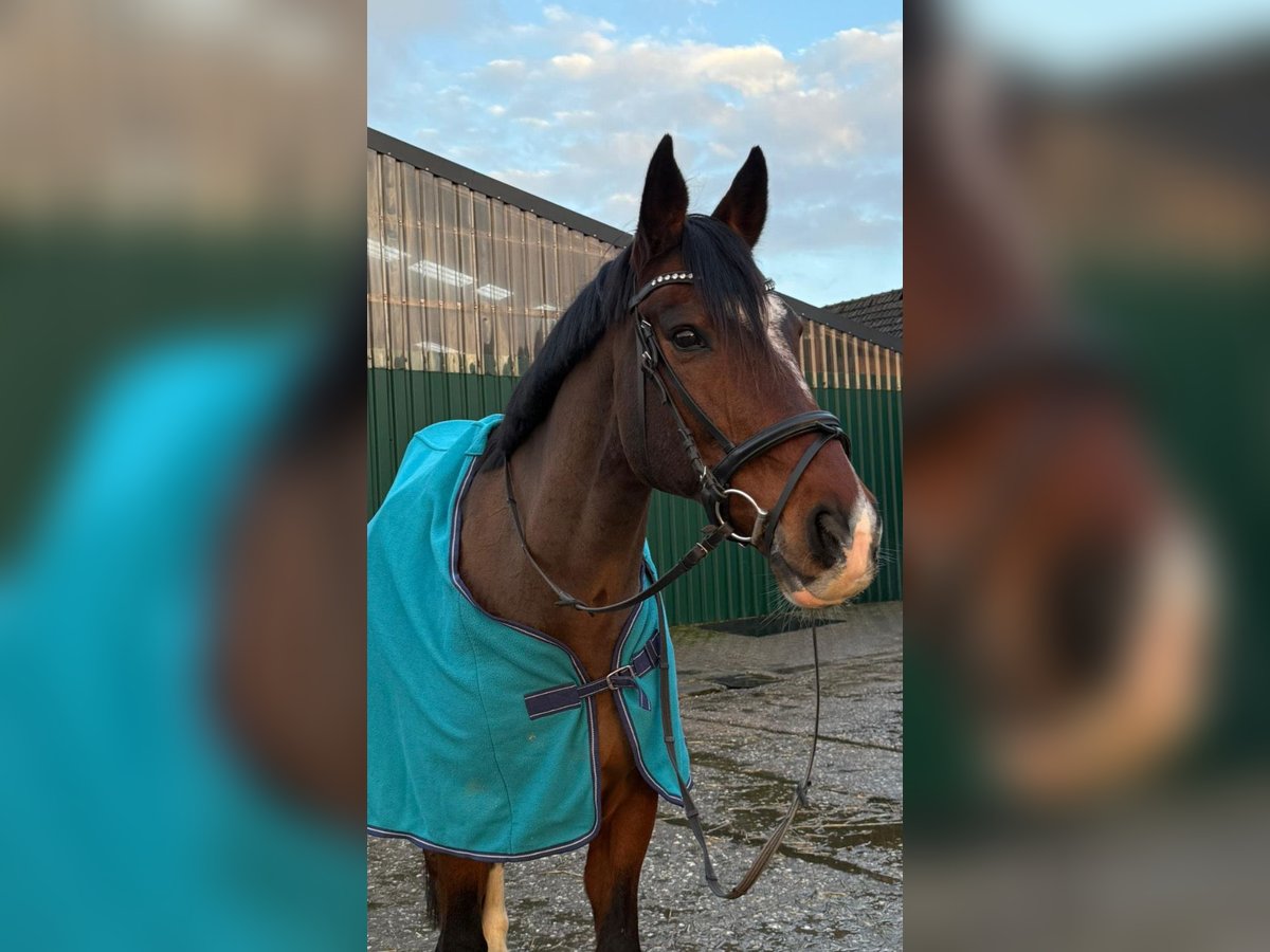 Weitere Warmblüter Wallach 17 Jahre 160 cm Brauner in Rhede
