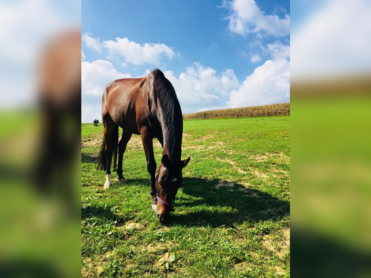 Weitere Warmblüter Wallach 17 Jahre 165 cm Brauner in Böheimkirchen Weitere Warmblüter Wallach 17 Jahre 165 cm Brauner in Böheimkirchen