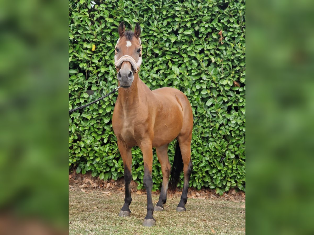 Weitere Warmblüter Mix Wallach 18 Jahre 145 cm Brauner in Elst utrecht