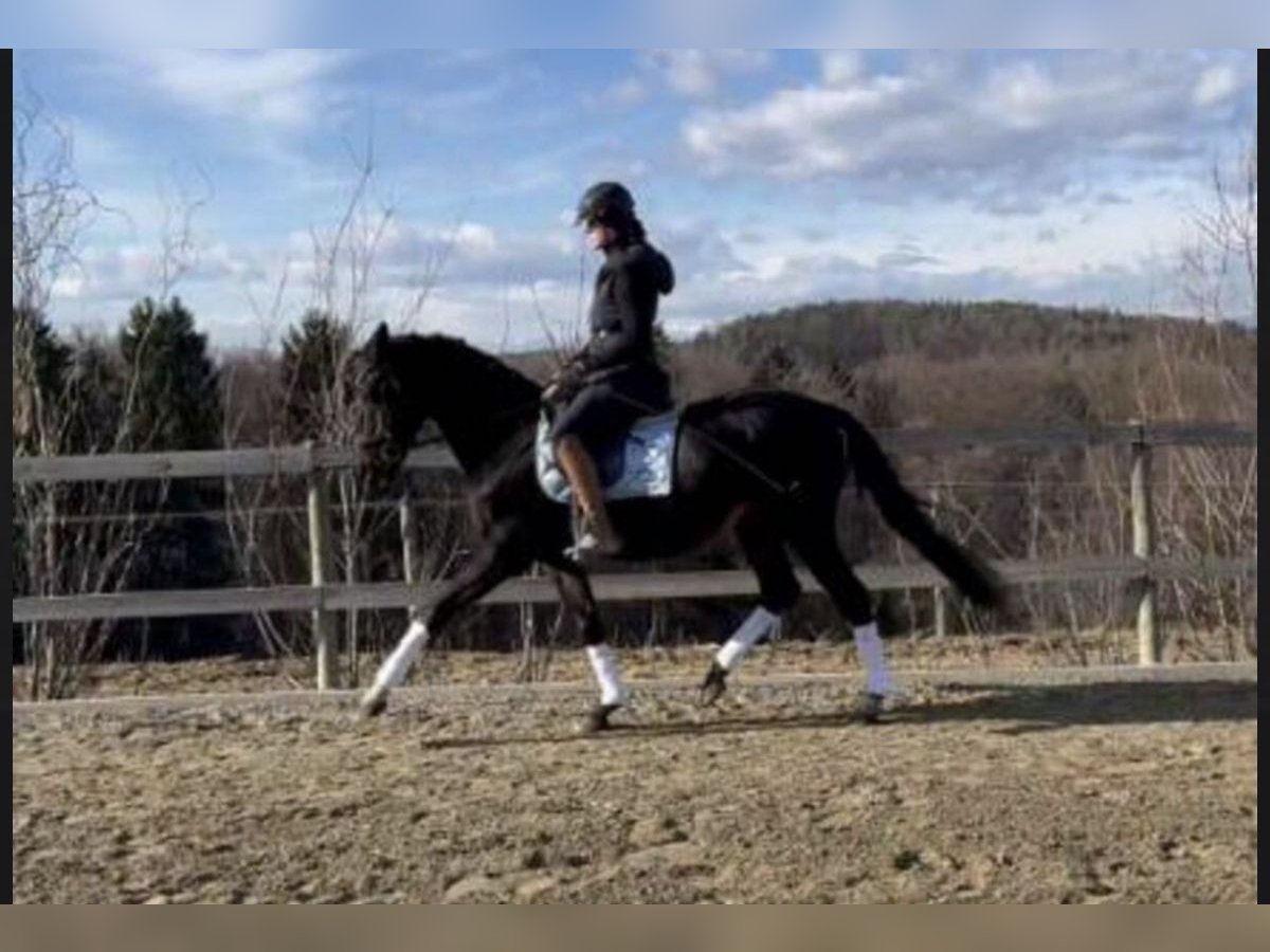 Weitere Warmblüter Wallach 18 Jahre 157 cm Rappe in St. Marein bei Graz Weitere Warmblüter Wallach 18 Jahre 157 cm Rappe in St. Marein bei Graz