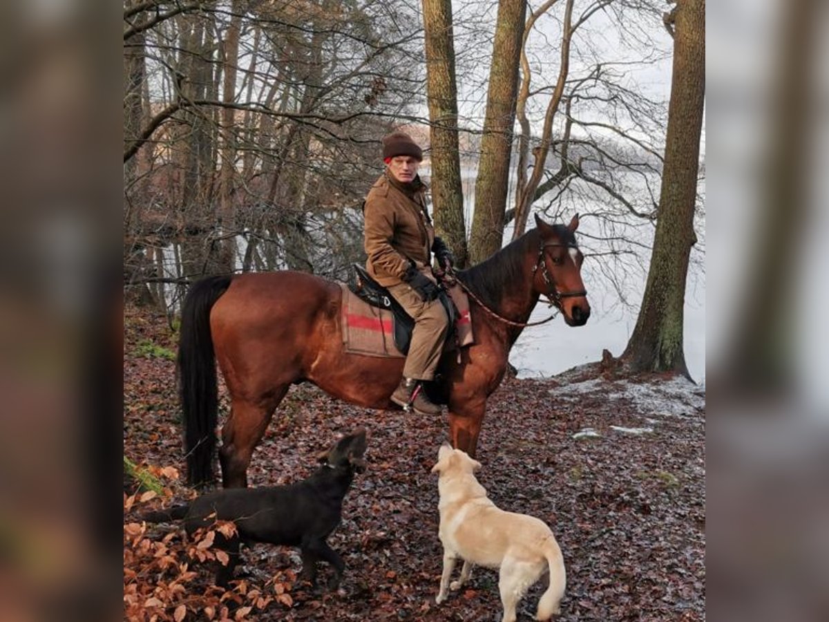 Weitere Warmblüter Wallach 18 Jahre 163 cm Brauner in Mietgendorf