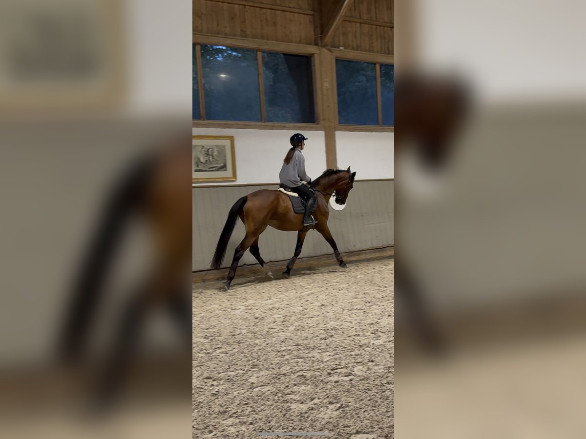 Weitere Warmblüter Wallach 18 Jahre 168 cm Brauner in The Hague in Upper Bavaria