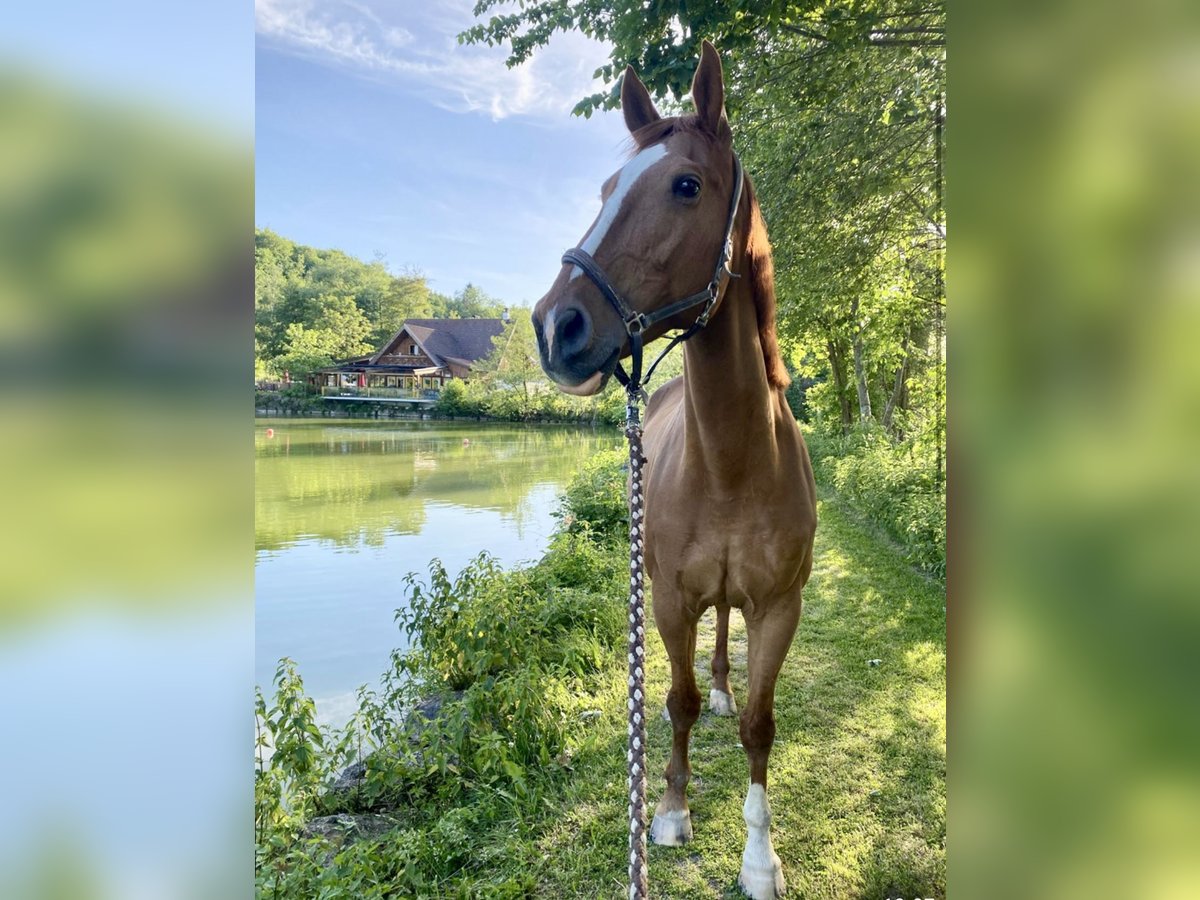 Weitere Warmblüter Wallach 18 Jahre 172 cm Fuchs in Pelmberg