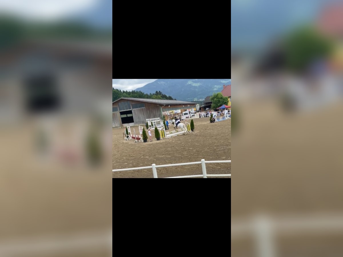 Weitere Warmblüter Wallach 19 Jahre 157 cm in Ruden