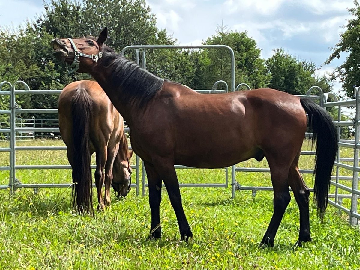 Weitere Warmblüter Wallach 19 Jahre 158 cm Brauner in Aletshausen