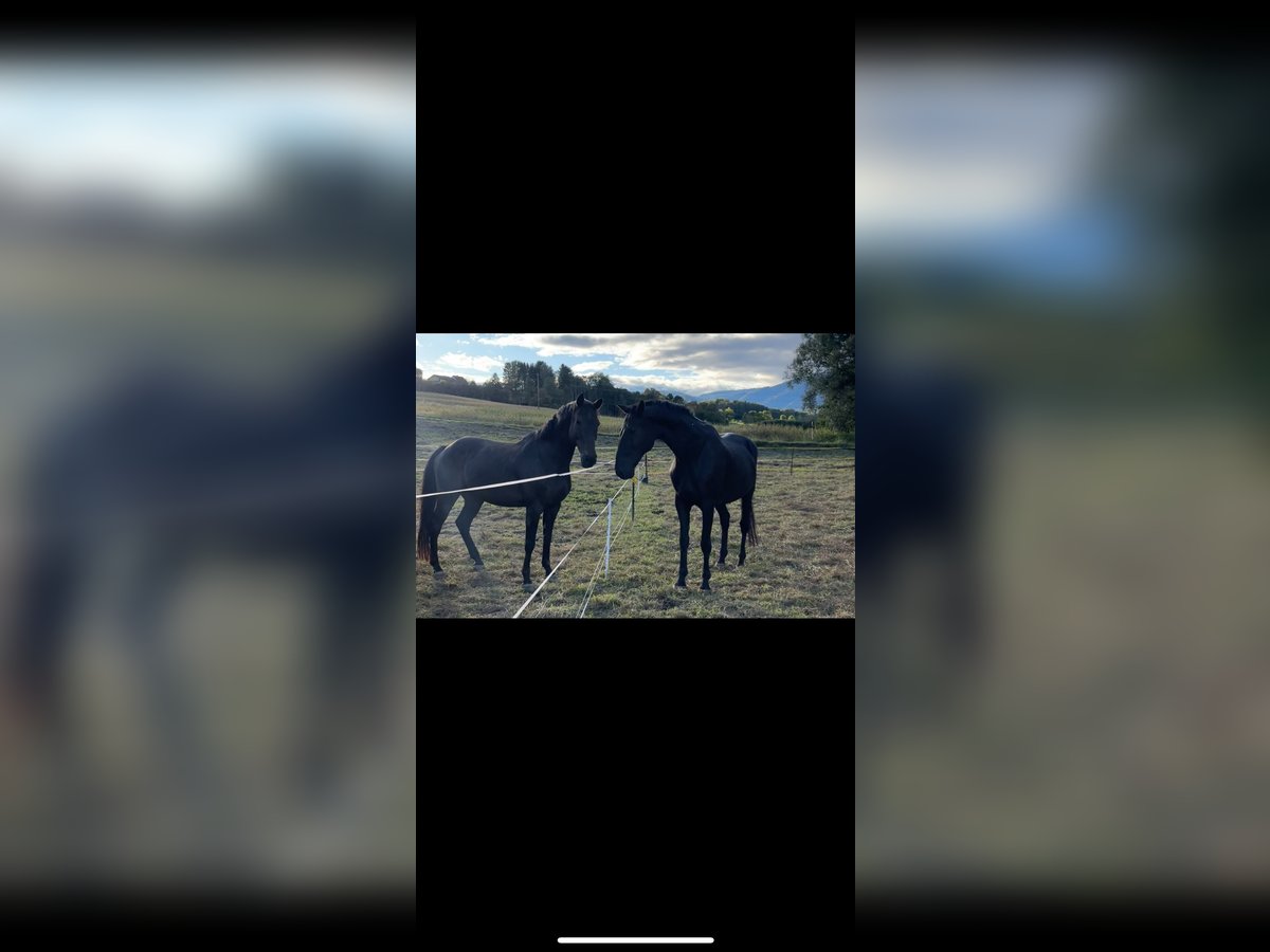 Weitere Warmblüter Wallach 19 Jahre 162 cm in Purgstall bei Eggersdorf
