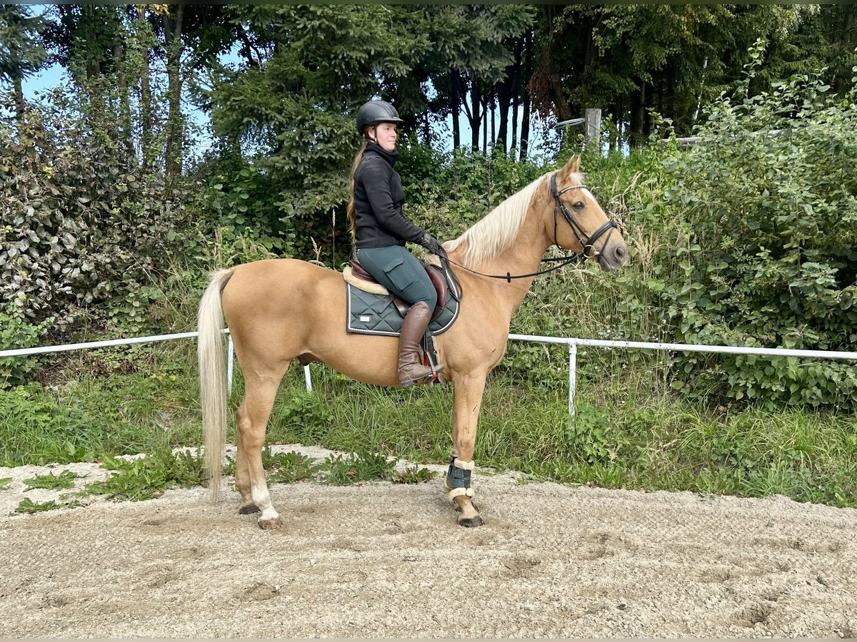 Weitere Warmblüter Wallach 19 Jahre 167 cm Fuchs in Pelmberg