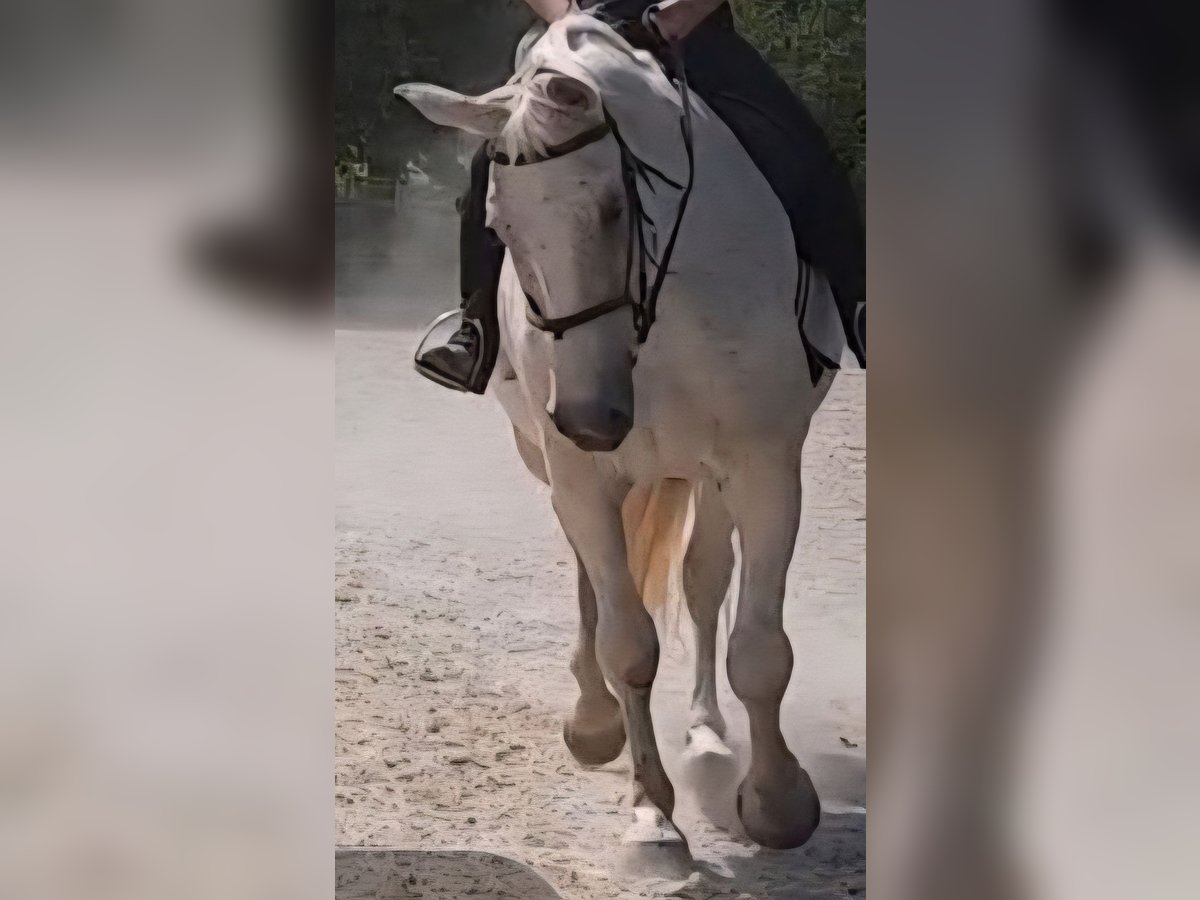 Weitere Warmblüter Wallach 19 Jahre 182 cm Schimmel in Aspach Weitere Warmblüter Wallach 19 Jahre 182 cm Schimmel in Aspach