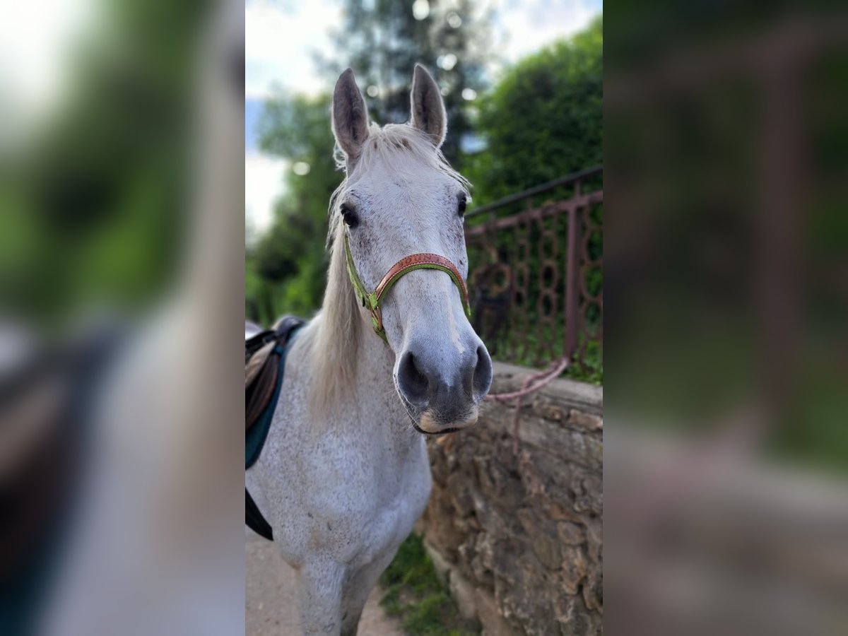 Weitere Warmblüter Wallach 20 Jahre 158 cm Schimmel in Stuttgart Riedenberg