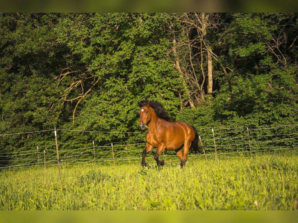 Weitere Warmblüter Mix Wallach 20 Jahre 164 cm Brauner in Felixdorf