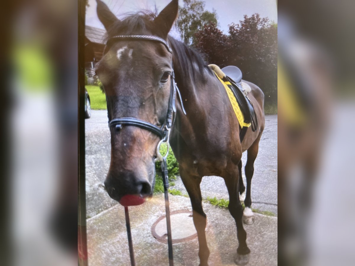 Weitere Warmblüter Wallach 21 Jahre 170 cm Dunkelbrauner in Gnesau
