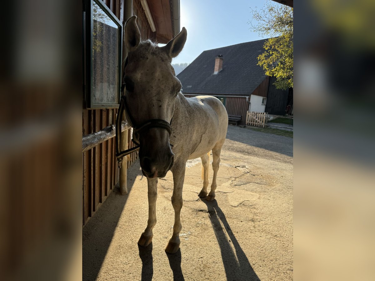 Weitere Warmblüter Wallach 22 Jahre 158 cm Fliegenschimmel in Graz,12.Bez.:Andritz