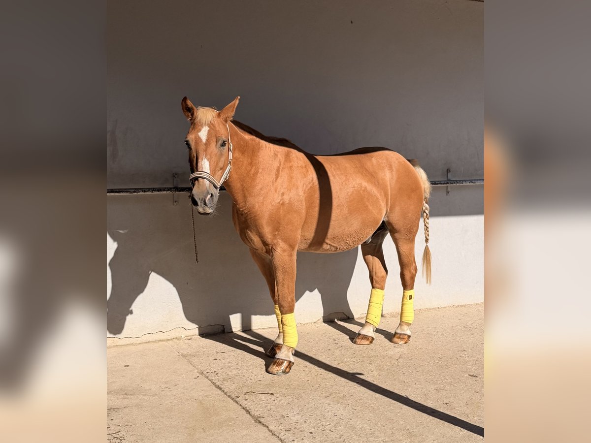 Weitere Warmblüter, Wallach in Niederkrüchten