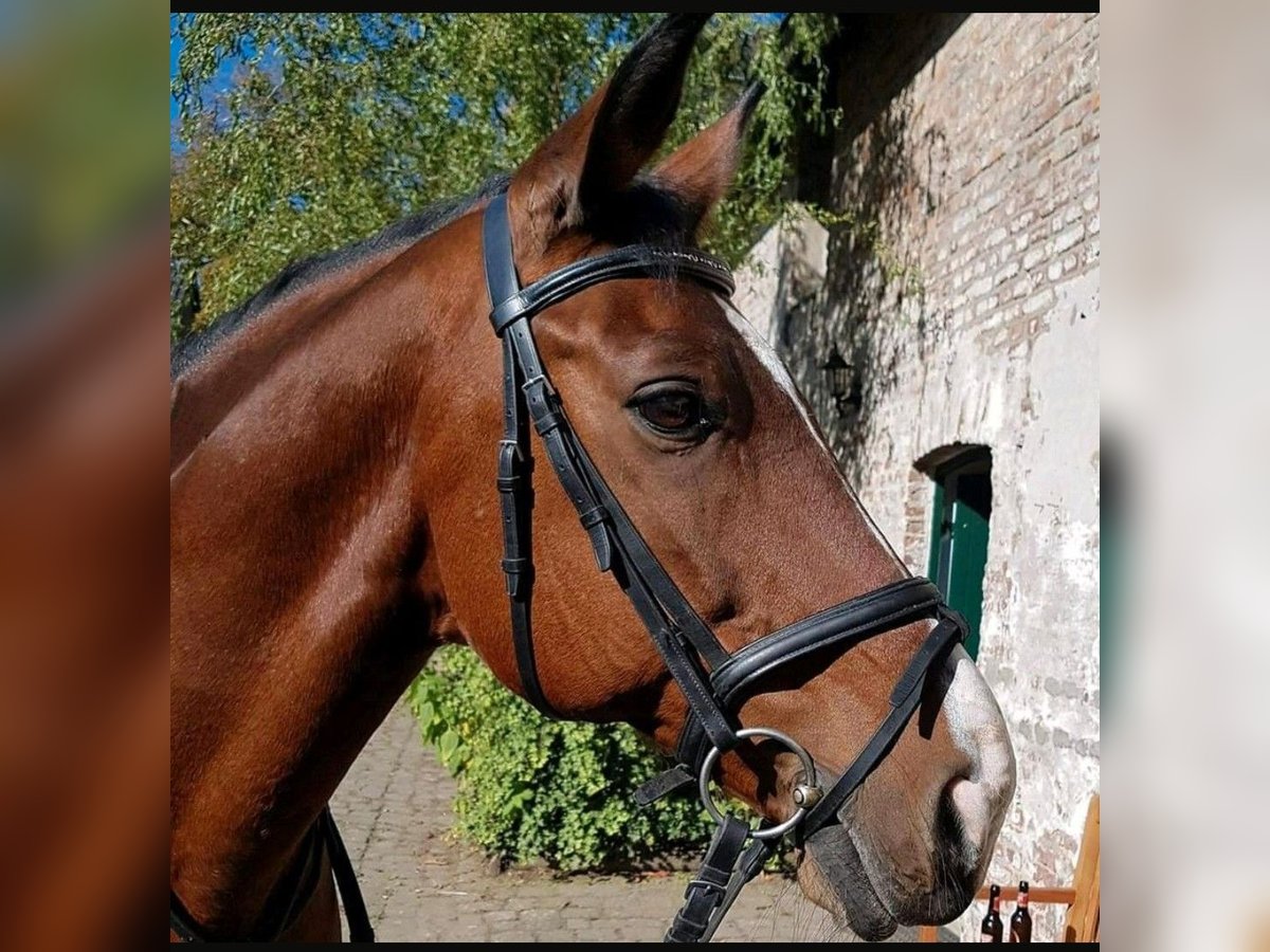Weitere Warmblüter Wallach 23 Jahre 158 cm Brauner in Adenau