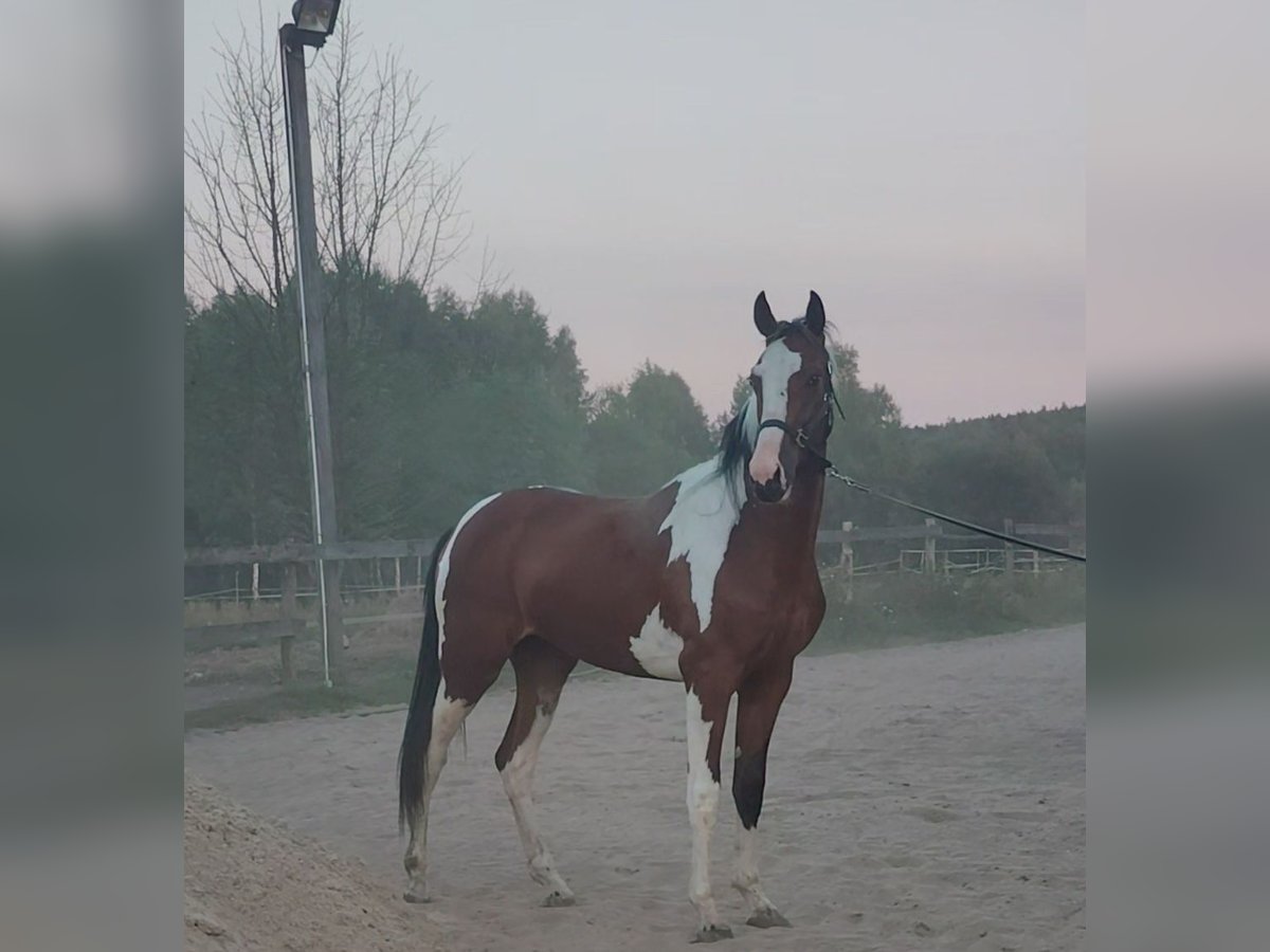 Weitere Warmblüter Wallach 2 Jahre 160 cm Tobiano-alle-Farben in Ku&#x17A;nica-Folwark