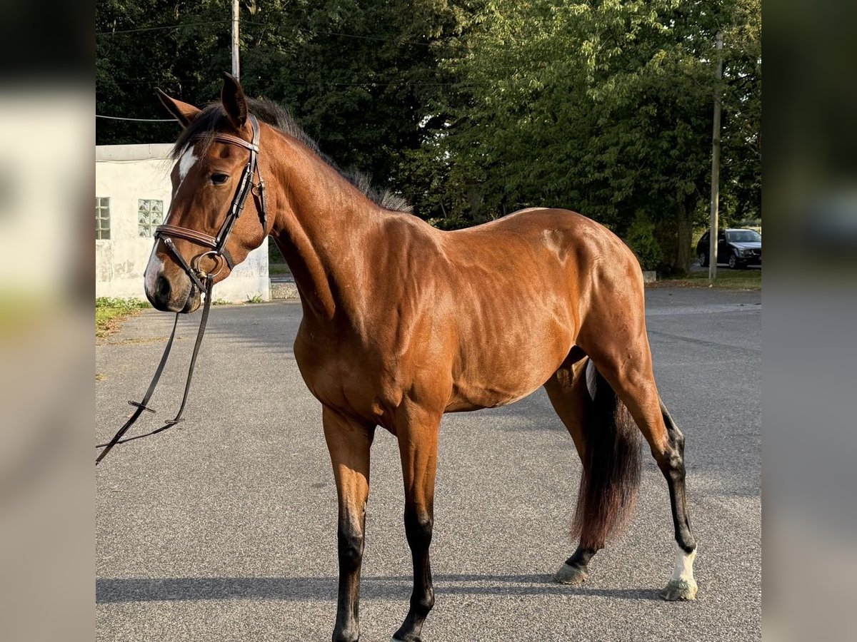 Weitere Warmblüter Wallach 3 Jahre 155 cm Brauner in Viersen