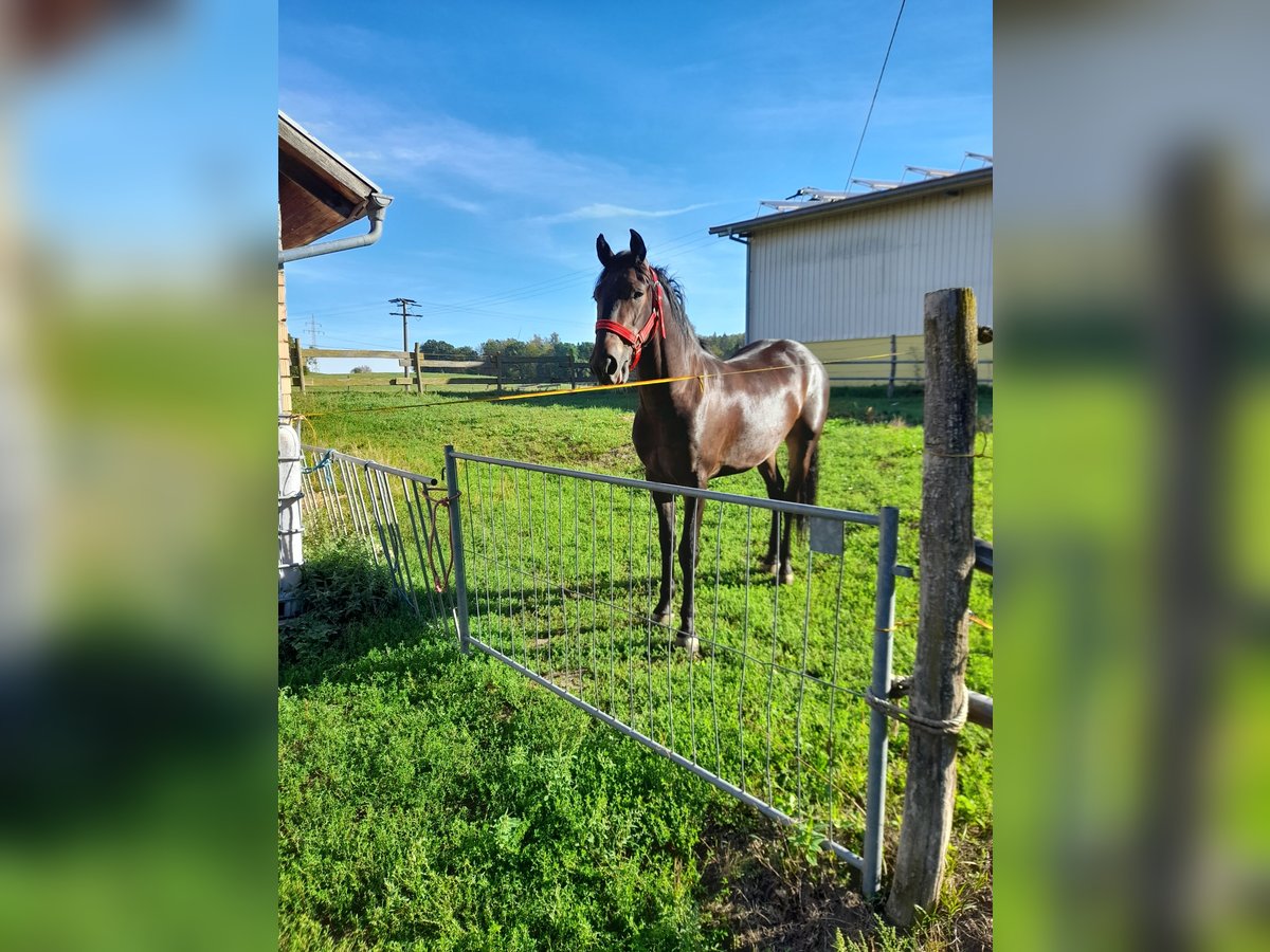 Weitere Warmblüter, Wallach in Bad Saulgau