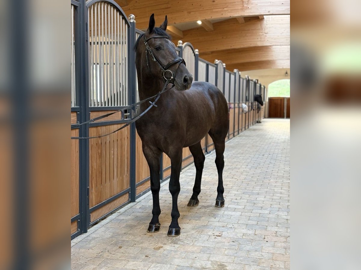 Weitere Warmblüter, Wallach in Westerheim