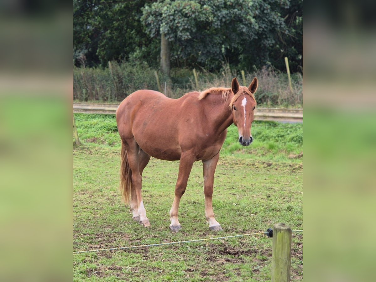 Weitere Warmblüter Wallach 3 Jahre 162 cm in Niederzier