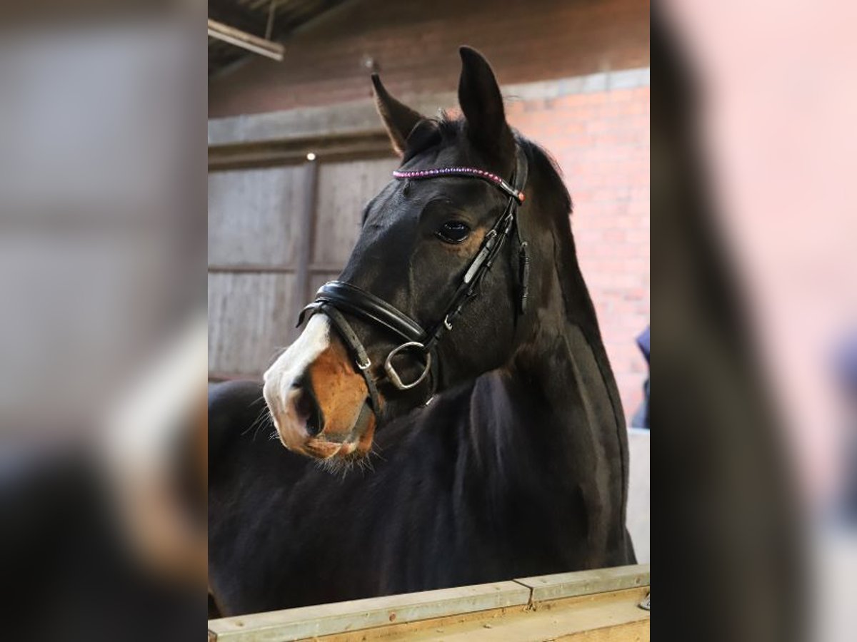Weitere Warmblüter Wallach 3 Jahre 165 cm Rappe in Wachtendonk