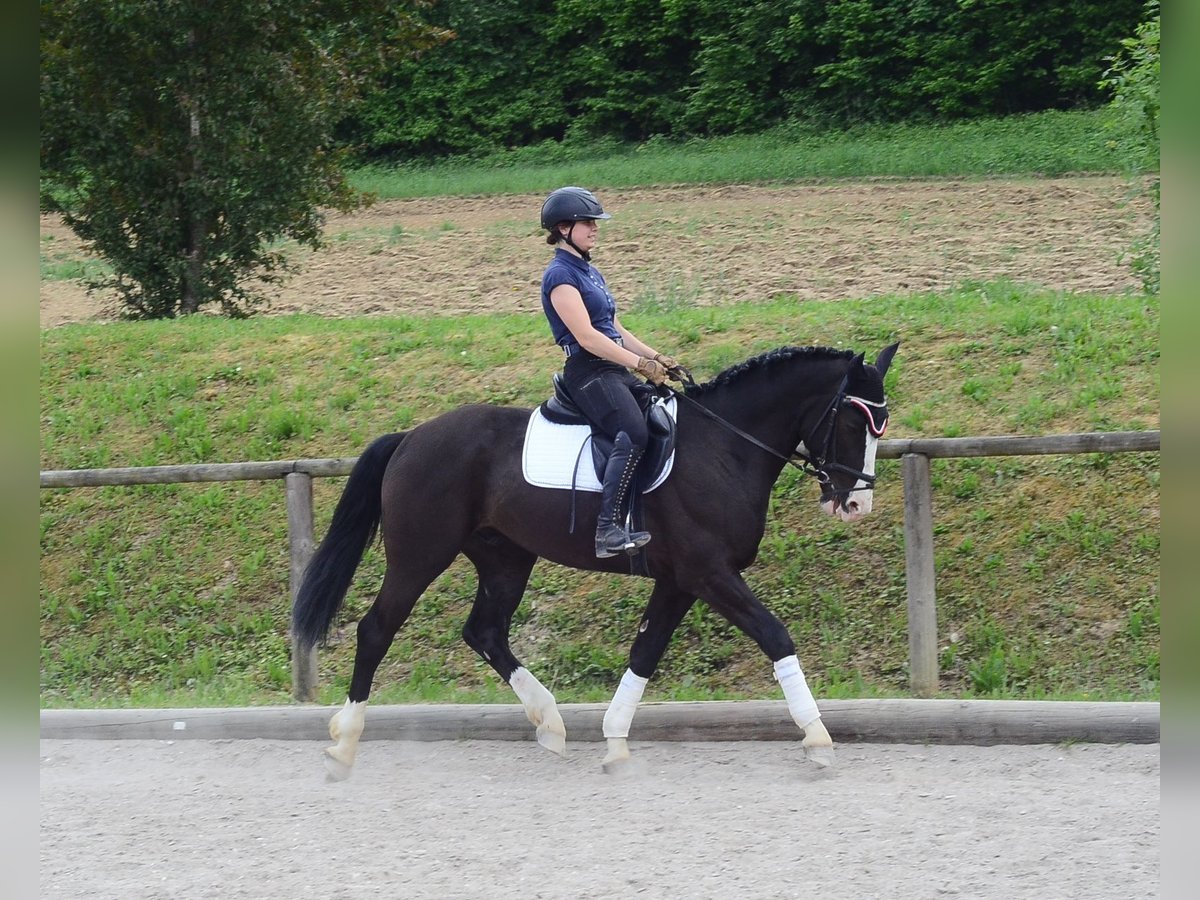 Weitere Warmblüter Wallach 3 Jahre 165 cm Rappe in Wellheim