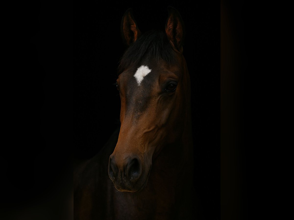 Weitere Warmblüter Wallach 4 Jahre 150 cm Brauner in Bayerbach