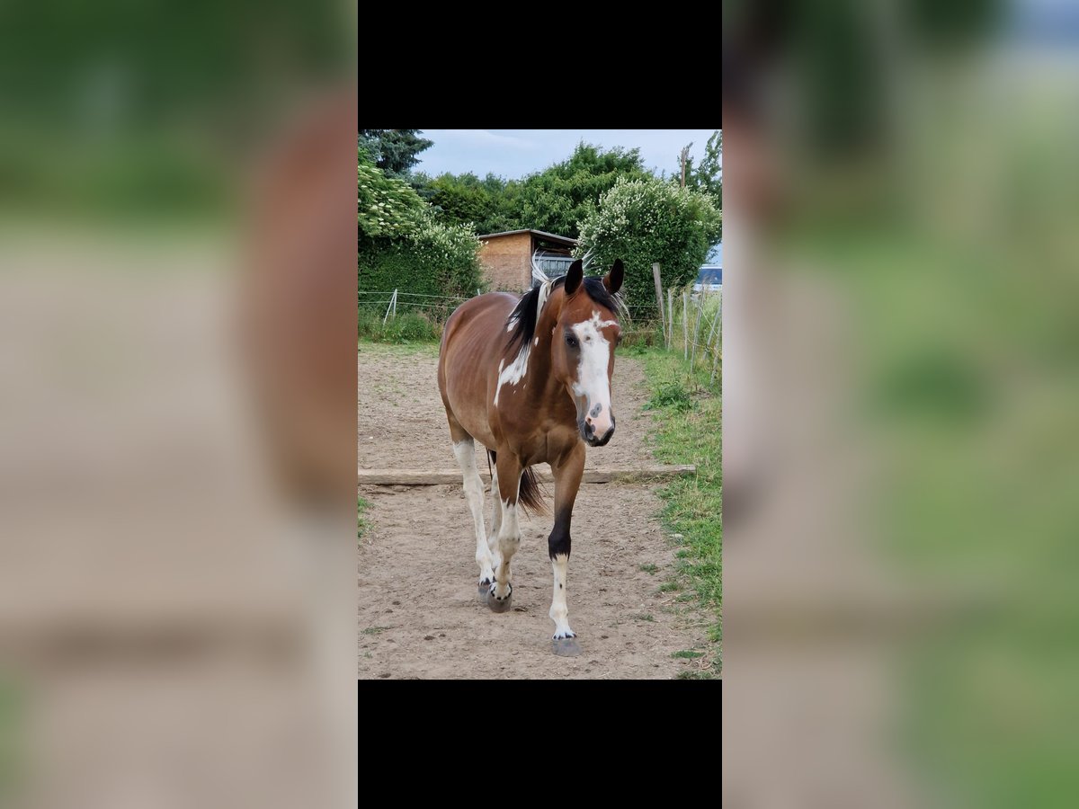 Weitere Warmblüter Mix Wallach 4 Jahre 150 cm Schecke in Markranst&#xE4;dt