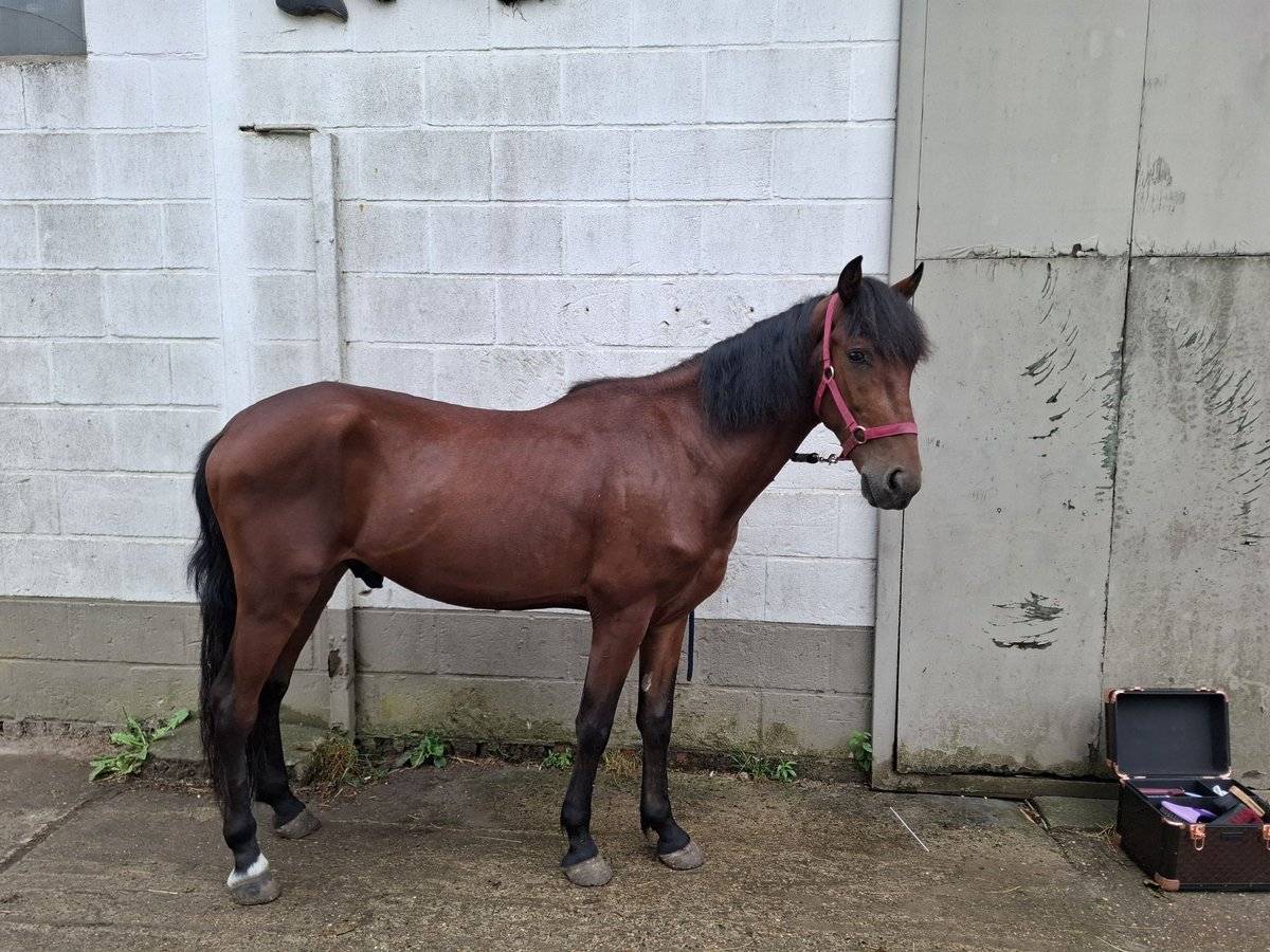 Weitere Warmblüter Mix Wallach 4 Jahre 152 cm Dunkelbrauner in Kessel